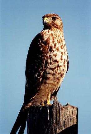 Red_Tailed_Hawk
