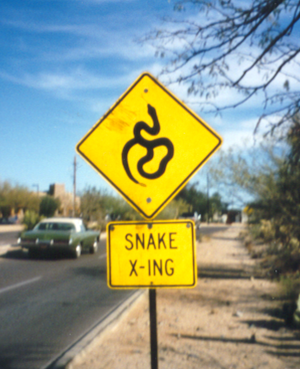 Snake crossing cropped.jpg
