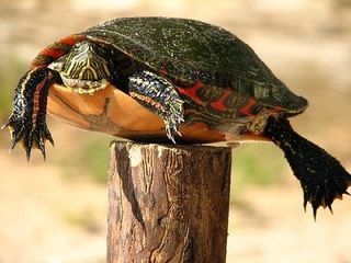 Turtle on a post